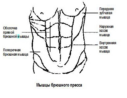 http://flex-gym.ucoz.ru/press.jpg